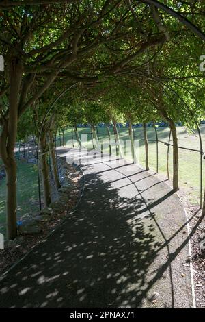 Llandudno Happy Valley Gardens Laburnum Arch sur la côte nord du pays de Galles Banque D'Images