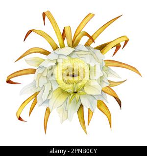 Aquarelle dragon fruit fleur illustration botanique. Pitaya, dessin de clipart pitahaya, floraison exotique de cactus Banque D'Images