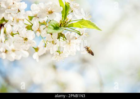 Abeille en vol à l'approche de cerisiers en fleurs. Arrière-plan de bannière avec des branches d'abeilles et d'arbres en fleurs, production de miel et concept de printemps. Banque D'Images