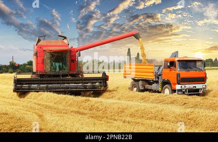 La surcharge du grain de la moissonneuse-batteuse, dans une voiture dans le domaine Banque D'Images