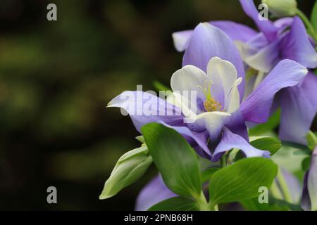 gros plan d'une belle fleur d'étoile bleue aquilegia caerulea sur un arrière-plan sombre et flou, espace de copie Banque D'Images