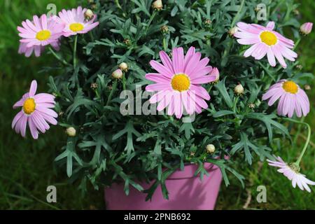 Gros plan d'une belle plante Argyranthemum frutescens à fleurs roses Banque D'Images