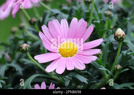 Gros plan d'une fleur rose argyranthemum frutescens dans son arbuste Banque D'Images