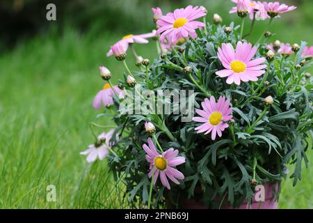 Gros plan d'une belle plante rose Argyranthemum frutescens dans un pot de fleurs sur fond vert naturel Banque D'Images