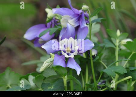 Gros plan d'un magnifique Aquilegia caerulea bleu sur un fond vert flou Banque D'Images