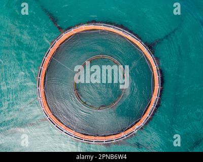 Saumon pisciculture. Vue aérienne par drone des cages de pisciculture au large de la côte d'Antrim en Irlande du Nord Banque D'Images