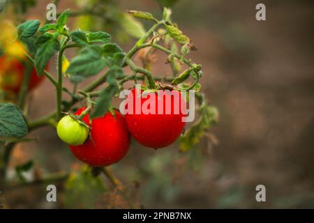 tomates mûres rouges cultivées en serre. Tomates de jardinage avec espace de copie. Faible profondeur de champ Banque D'Images