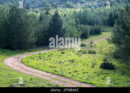 Groupe de personnes non reconnues randonnée sur une route rurale dans la forêt, des personnes actives. Un mode de vie sain Banque D'Images