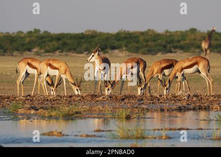 Springboks buvant dans le Kalahari central, Botswana Banque D'Images