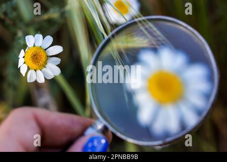 Naturaliste étudiant sous une loupe blanc champ de pâquerettes sauvages dans une vue de pré de printemps depuis un foyer sélectif. Un enfant enfant humain examine t Banque D'Images