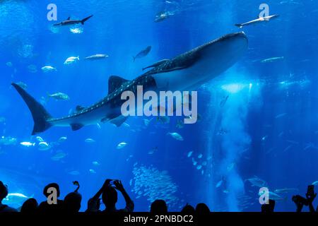 Requin-baleine (Rhincodon typus) dans l'Aquarium Churaumi d'Okinawa, Motobu, Okinawa, Japon Banque D'Images