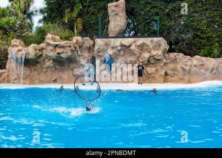 PUERTO DE LA CRUZ, TENERIFE - 7 janvier 2020 : spectacle de dauphins dans le Loro Parque, qui est maintenant la deuxième plus grande attraction de Ténérife avec celle de l'europe Banque D'Images