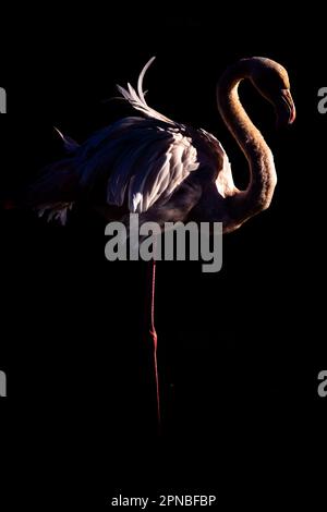 Vue latérale du flamant rose avec col long et jambes debout sur fond noir dans un endroit sombre Banque D'Images