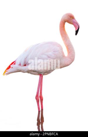 Vue latérale du flamant rose avec plumage rose et long cou regardant loin tout en se tenant sur fond blanc Banque D'Images