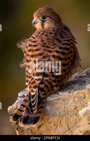 Vue arrière de l'oiseau brun de Kestrel commun avec les yeux noirs regardant vers l'arrière tout en se tenant sur la surface pierreuse Banque D'Images