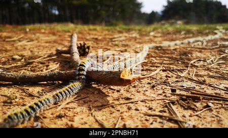 pityocampa, la processionaire du pin, les chenilles qui forment de longs trains, dangereux pour les humains et les animaux parce qu'ils ont des poils irritants Banque D'Images