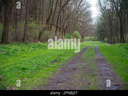 Longue route de terre avec l'herbe coupe dans les bois ruraux Banque D'Images