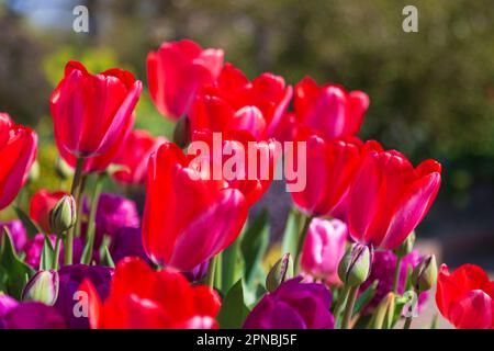 Des tulipes rouges vibrantes en pleine floraison lors d'une journée ensoleillée d'avril au RHS Hyde Hall Gardens Banque D'Images