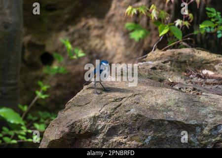 Le Robin des bois à flanc orange est également connu sous le nom de Bluetooth à flanc rouge et peut être rencontré dans les parcs et les jardins au Japon au printemps. Banque D'Images