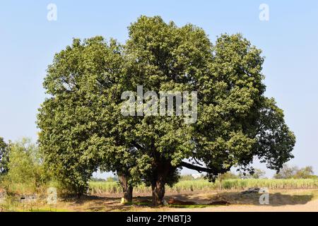 Image horizontale de deux grands mangues, Mangifera indica, dans la ferme du village, Koregaon Mul, Pune, Maharashtra, Inde. Banque D'Images