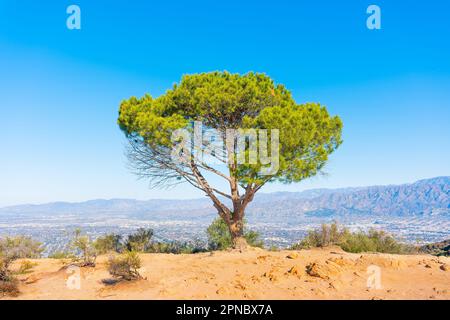 Un seul arbre perché au bord d'une falaise, surplombant les montagnes époustouflantes de Santa Monica et le paysage urbain tentaculaire de Los Angeles. Banque D'Images