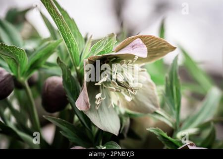 Gros plan sur Helleborus. Couleur inhabituelle hellebore vert dans le lit de fleur après la pluie gros plan Banque D'Images