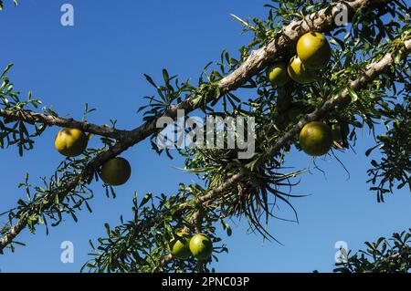 Arbre aux fruits appelés Morro, El Salvador, Amérique centrale Banque D'Images