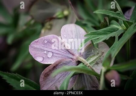 Gros plan sur Helleborus. Couleur inhabituelle hellebore vert dans le lit de fleur après la pluie gros plan Banque D'Images