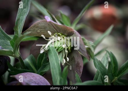 Gros plan sur Helleborus. Couleur inhabituelle hellebore vert dans le lit de fleur après la pluie gros plan Banque D'Images