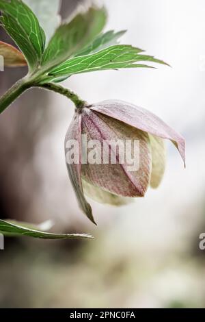 Gros plan sur Helleborus. Couleur inhabituelle hellebore vert dans le lit de fleur après la pluie gros plan Banque D'Images