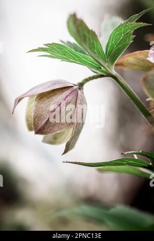 Gros plan sur Helleborus. Couleur inhabituelle hellebore vert dans le lit de fleur après la pluie gros plan Banque D'Images