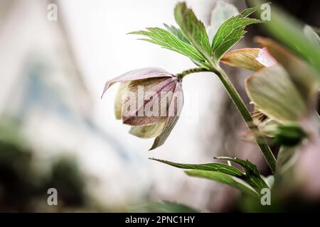 Gros plan sur Helleborus. Couleur inhabituelle hellebore vert dans le lit de fleur après la pluie gros plan Banque D'Images