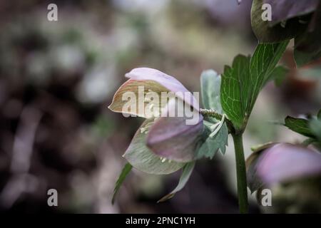 Gros plan sur Helleborus. Couleur inhabituelle hellebore vert dans le lit de fleur après la pluie gros plan Banque D'Images