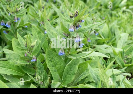 Gros plan d'une plante de comfrey à floraison Banque D'Images