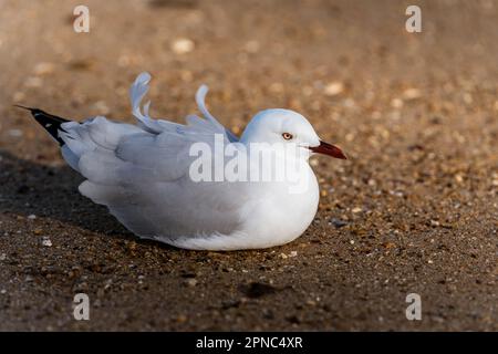 Un seul papillon d'argent, assis sur le sable Banque D'Images