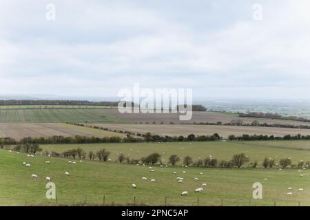 Le Ridgeway le 11th novembre 2022 à Avebury, Wiltshire. Crédit : nouvelles SMP Banque D'Images