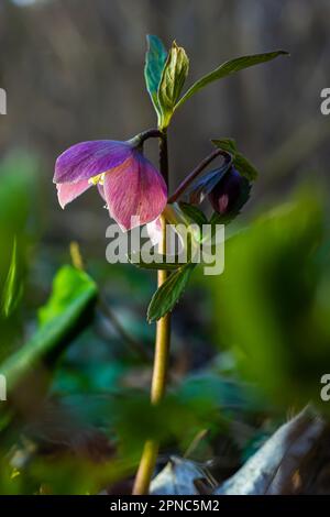 La forêt printanière du début fleurit les hellébores, Helleborus purpurascens. Fleur pourpre dans la nature. Détails de la macro hellebore. Banque D'Images