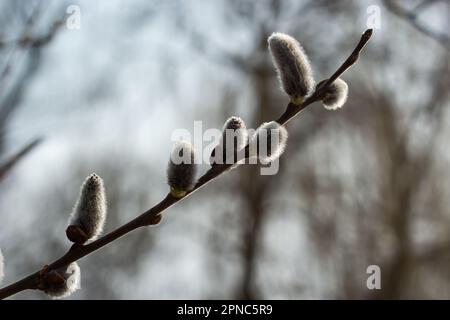 Branche de saule Salix caprea avec manteaux, fleurs de saule moelleuses. Pâques. Dimanche des palmiers. Saule de chèvre Salix caprea dans le parc, saule Salix caprea branches avec Banque D'Images