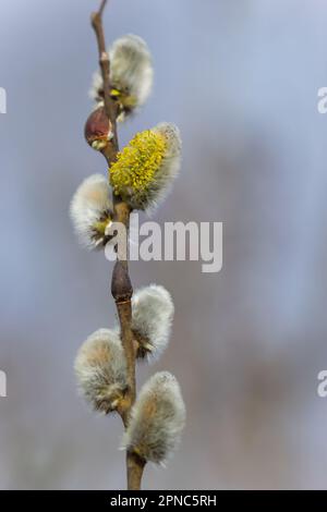 Branche de saule Salix caprea avec manteaux, fleurs de saule moelleuses. Pâques. Dimanche des palmiers. Saule de chèvre Salix caprea dans le parc, saule Salix caprea branches avec Banque D'Images