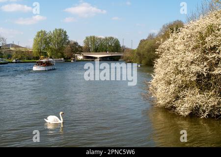 Windsor, Berkshire, Royaume-Uni. 18th avril 2023. Nageons sur la Tamise à Windsor, à côté de la jolie fleur printanière. Crédit : Maureen McLean/Alay Live News Banque D'Images