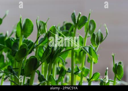 Petits légumes frais pousses de petits pois pour une salade saine. Produit biologique naturel frais. Banque D'Images