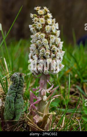 Inflorescences de butterbur, millepertuis, Petasites hybridus.Blossom, butterbur commun. Une fleur de butterbur Petasites hybridus fleur dans le mead Banque D'Images