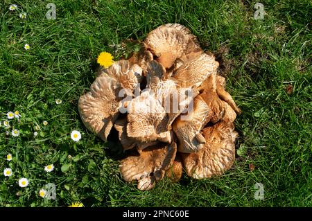 Windsor, Berkshire, Royaume-Uni. 18th avril 2023. Champignons dans l'herbe où un arbre a été haché par la Tamise. Crédit : Maureen McLean/Alay Live News Banque D'Images