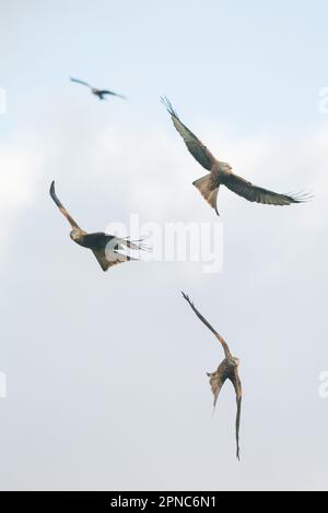 Cerf-volant (Milvus milvus) en vol, Llanddeusant, Powys, pays de Galles, Royaume-Uni Banque D'Images