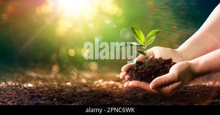 Petite plante dans le sol - les mains plantant le jeune arbre avec des effets de lumière du soleil et de flare Banque D'Images