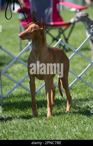 Pharaon Hound prêt dans l'anneau d'exposition de chien Banque D'Images