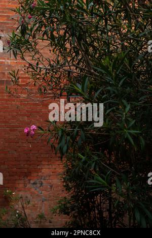 Vue sur une plante verte avec une fleur rose sur le fond d'un mur de briques rouges Banque D'Images