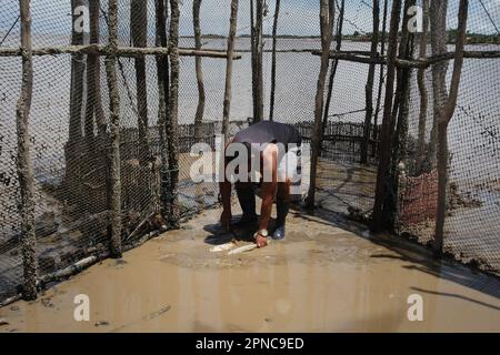 Île de Marajo, Brésil. 17th avril 2023. Le pêcheur Zuel recueille deux poissons du corral à marée basse sur la plage de Mata Fome à 17 avril 2023, dans la région amazonienne de l'île de Marajó, au nord du Brésil. L'île de Marajó est la plus grande île marine fluviale du monde, avec une superficie d'environ 40,100 km², située dans l'État de Para, à l'embouchure de l'Amazone. (Photo de Paulo Amorim/Sipa USA) Credit: SIPA USA/Alay Live News Banque D'Images