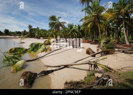 Île de Marajo, Brésil. 17th avril 2023. Une vue générale montre plusieurs cocotiers tombés au cours des vents forts de la tempête et des inondations hivernales le mois dernier sur la plage de Vila do Pesqueiro sur 17 avril 2023 à souris, région amazonienne de l'île de Marajó au nord du Brésil. L'île de Marajó est la plus grande île marine fluviale du monde, avec une superficie d'environ 40,100 km², située dans l'État de Para, à l'embouchure de l'Amazone. (Photo de Paulo Amorim/Sipa USA) Credit: SIPA USA/Alay Live News Banque D'Images