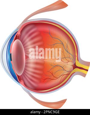 Cette illustration représente la structure détaillée de l'œil humain sur un fond blanc. Elle n'est pas étiquetée, ce qui permet d'avoir une vue claire des différentes pièces. Illustration de Vecteur